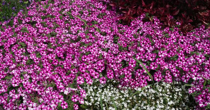 Petunia x hybrida 'Raspberry Star' -  Bordure de splendides p&eacute;tunias hybrides &agrave; motifs &eacute;toil&eacute;s rose framboise et blanc en couvre-sol contrastant avec des lob&eacute;lies blanches