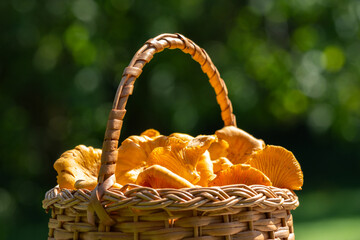 close up of a small wicker basket with fresh chanterelle mushrooms, captured outdoors on sunny day, with green background