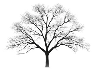 Obraz premium A majestic, leafless tree with intricate branches, showcasing nature's beauty in black and white.