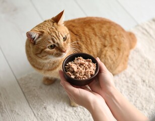 high-angle photo of hand offering tuna in a bowl to a plump smiling cat, visible cozy floor texture, soft natural light, homey atmosphere