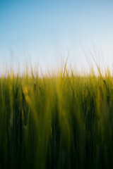 Whispers of the Field at Dusk