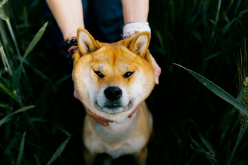 Field Companion