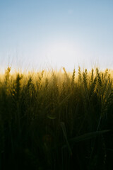 Obraz premium Golden Silence