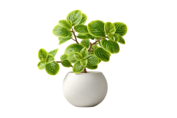 PNG Vibrant green plant in white textured pot isolated on black background
