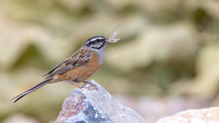 Rock bunting perched on a rock with a grasshopper in its beak.