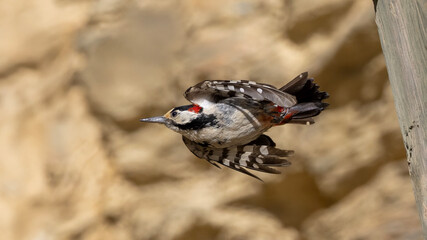 Syrian woodpecker