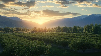 A peaceful view of apple orchards in Kashmir during harvest season in a cozy setting