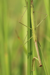 praying mantis on grass