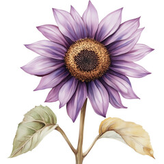 A watercolor purple sunflower isolated on a transparent background