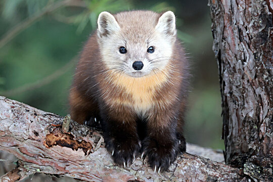 American pine marten Martes americana sitting on a pine tree limb in Algonquin Park Ontario Canada