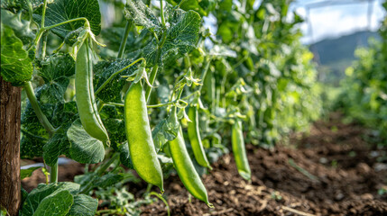 Kitchen garden pea cultivation shown; peas, a nutritious green vegetable, are typically planted in fall, overwintered, and harvested by early summer. 