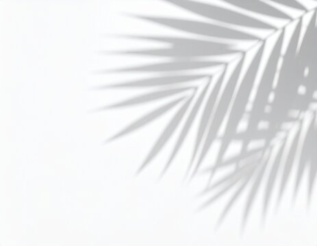 Palm leaf shadow overlay cast on smooth white surface, high resolution