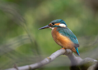 Zimorodek zwyczajny siedzący na gałęzi nad wodą.