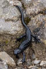 Adultalpine salamanders (Salamandra atra) found in the Austrian Alps in Tyrol