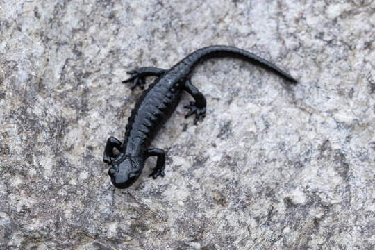 Adultalpine salamanders (Salamandra atra) found in the Austrian Alps in Tyrol