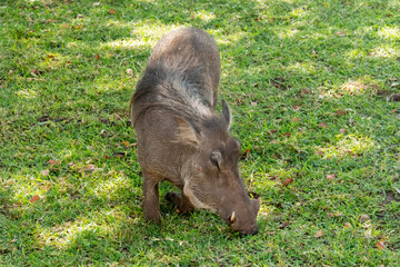 Cute common warthogs (Phacochoerus africanus), eating grass at the bank of the Chobe River, Botswana