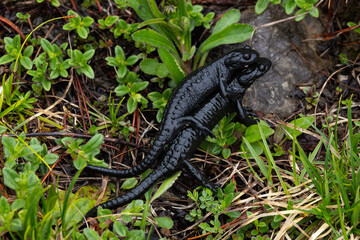 Mating alpine salamanders (Salamandra atra) found in the Austrian Alps in Tyrol