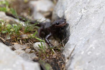 Naklejka premium Very rare brown coloured alpine salamander (Salamandra atra) found in the Austrian Alps in Tyrol