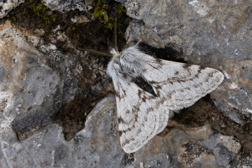 Lycia alpina is a high altitude endemic to the Alps, found in the Austrian Alps of  of the Lech Valley; picture is showing a male