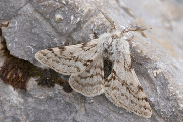Lycia alpina is a high altitude endemic to the Alps, found in the Austrian Alps of  of the Lech Valley; picture is showing a male