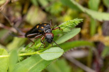 Adult female two-spotted earwig (Anechura bipunctata) found in the Austrian Alps above 1.200 m altitude