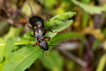Fototapeta premium Adult female two-spotted earwig (Anechura bipunctata) found in the Austrian Alps above 1.200 m altitude