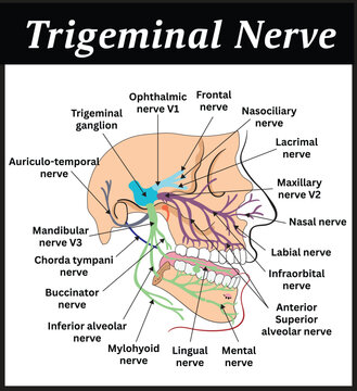 Trigeminal Nerve Diagram, an anatomical illustration showing the trigeminal nerve