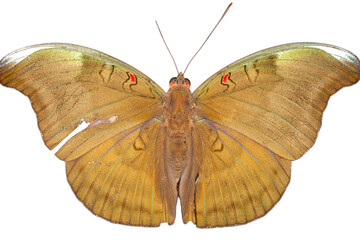 Butterfly isolated on white background. Clipping path included.