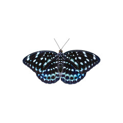 Butterfly m with black wings and blue spots, isolated on white background.