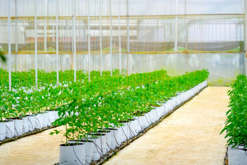 Rows of vibrant green plants flourish inside a spacious greenhouse, benefiting from ideal growing...