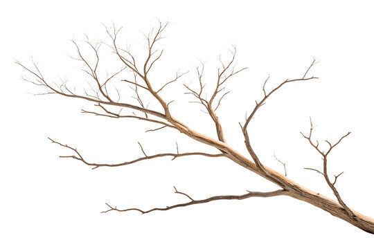 A stark, dead tree silhouette with isolated branches against a white sky, showcasing the plant's winter season beauty