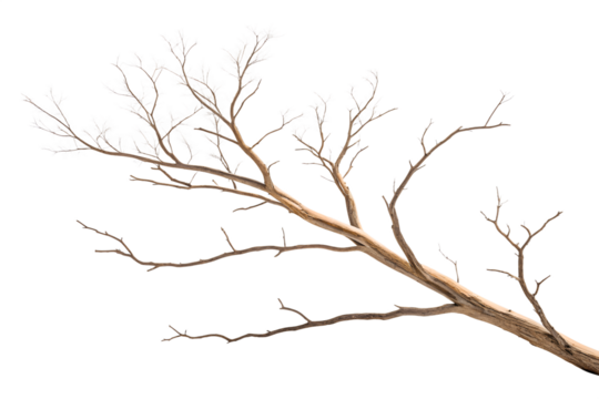 A stark, dead tree silhouette with isolated branches against a white sky, showcasing the plant's winter season beauty