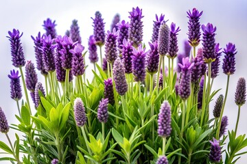 Fototapeta premium Beautiful purple lavender flowers bloom in a summer garden field