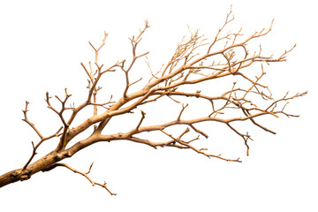 Obraz premium Dried Tree Branch Isolated on White Background Perfect for Crafts and Decor