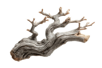 Fototapeta premium PNG Twisted driftwood branch with gnarled texture on black background