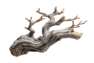 PNG Twisted driftwood branch with gnarled texture on black background