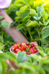 Home harvest of ripe red strawberries in the garden. Ripe strawberry fruits in a bowl on an organic farm. Berry natural fruit with vitamins
