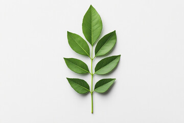 Obraz premium Capturing minimalist nature with a green leaf arrangement