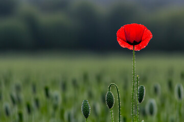Obraz premium Vibrant red poppy blooming in dew-kissed green field at dawn