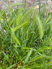 Green Wild Barley Grass Swaying in the Wind

