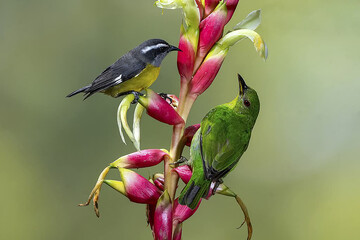 Two colorful birds perched on a vibrant pink and yellow tropical flower