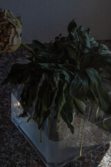 dried flower in a vase with water; wilting, aging