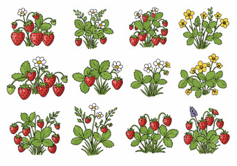 Hand Drawn Illustrations of Strawberry Plants with Fruits and Flowers Set