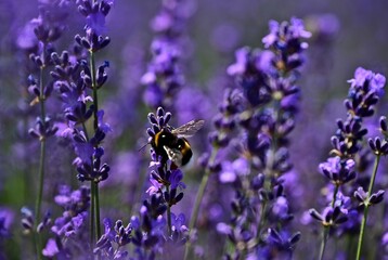 bright purple lavender flower closeup in street garden. soft blurred background. scientific name Lavandula. herbs and fragrances concept. colorful spring garden