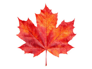 Fototapeta premium Vibrant red maple leaf isolated on black background autumn fall foliage nature, Isolated On Transparent Background, Png