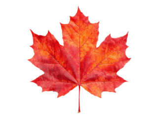 Vibrant red maple leaf isolated on black background autumn fall foliage nature, Isolated On Transparent Background, Png