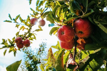pomegranate on tree