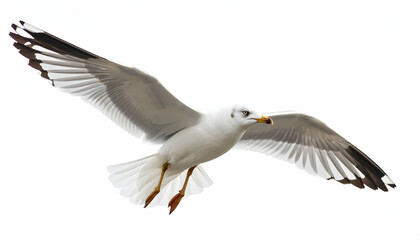 Fototapeta premium Seagull in Flight with White Background.