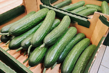 Fresh green cucumbers in cardboard boxes. Organic vegetables displayed at local market. Healthy food directly from farm. Natural produce arranged in rows. Summer harvest of juicy green cucumbers.