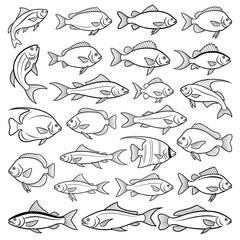 Fototapeta premium A comprehensive vector collection of various fish species in different swimming orientations. Rendered in clean black and white line art, showcasing diverse body shapes and fin details.